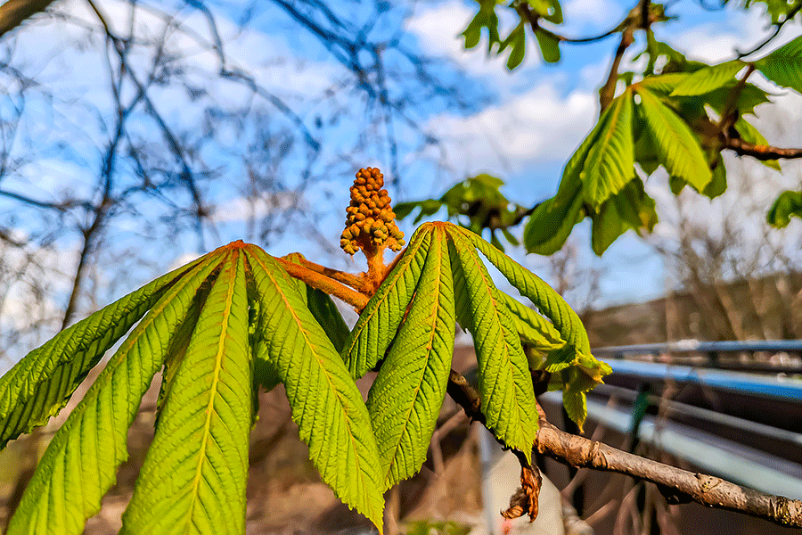 Die Roßkastanie beim Leithasteg zeigt erste Blütenrispen - Foto JoSt   2026